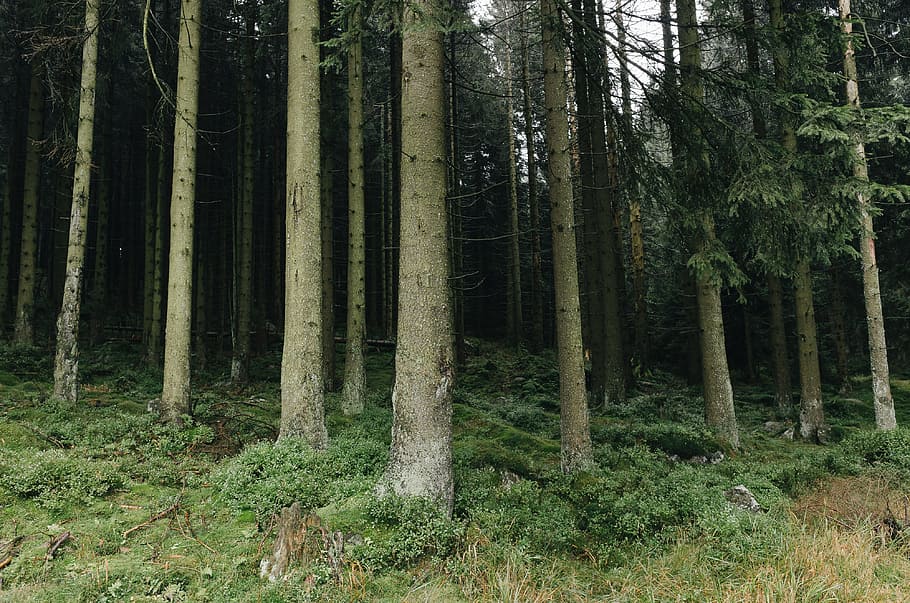 In the forest, nature, tree, woodland, landscape, outdoors, green Color HD wallpaper
