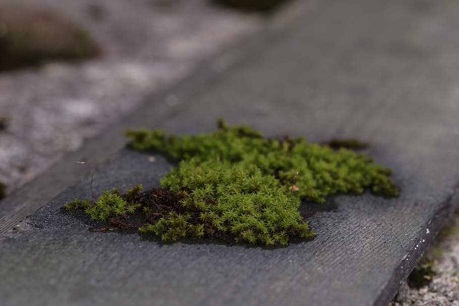 moss, green, nature, green color, selective focus, plant, no people HD wallpaper
