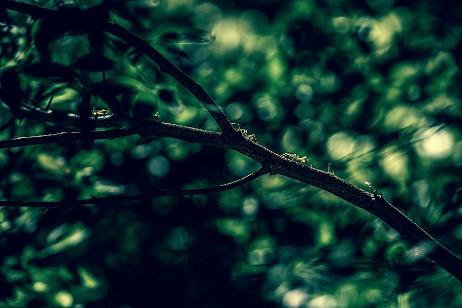 shallow focus photography of tree branch, ants, green, leaf HD wallpaper