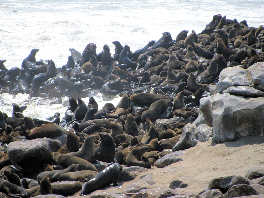 crawl, skeleton coast, namibia, sea, beach, group of animals HD wallpaper