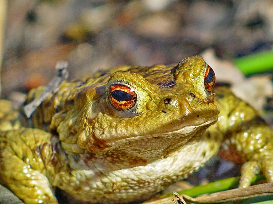 frog, toad, amphibians, nature, animal, aquatic animal, animal themes HD wallpaper