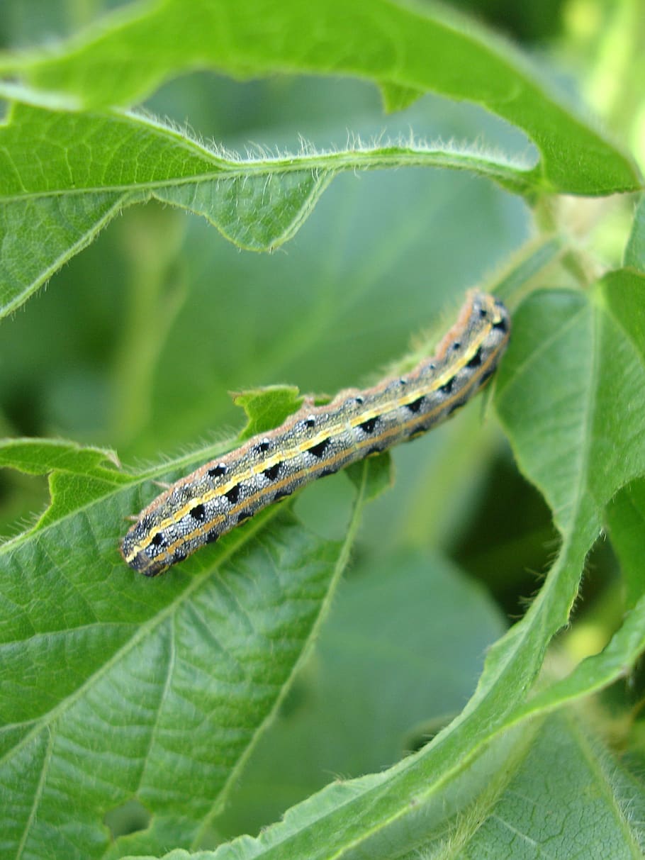 larva, lepidoptera, worm, armyworm, soy, soybean, summer, nature, HD wallpaper