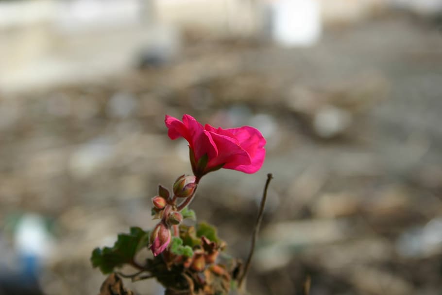 fiori, spiaggia, mare, flowering plant, vulnerability, freshness HD wallpaper