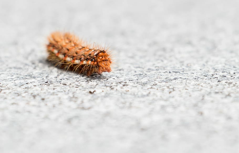 brown caterpillar, orange, stone, floor, ground, nature, garden HD wallpaper
