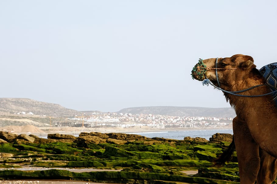 camel far from city at daytime, view, beach, landscape, nature HD wallpaper