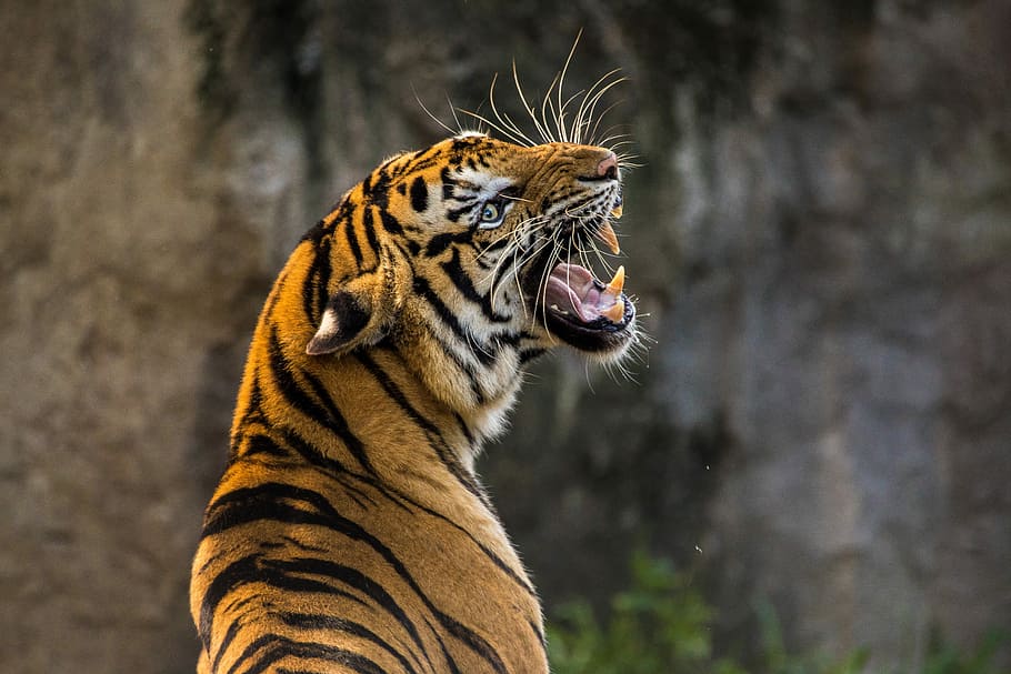 selective focus photography of bengal tiger, cat, animal, predator, HD wallpaper