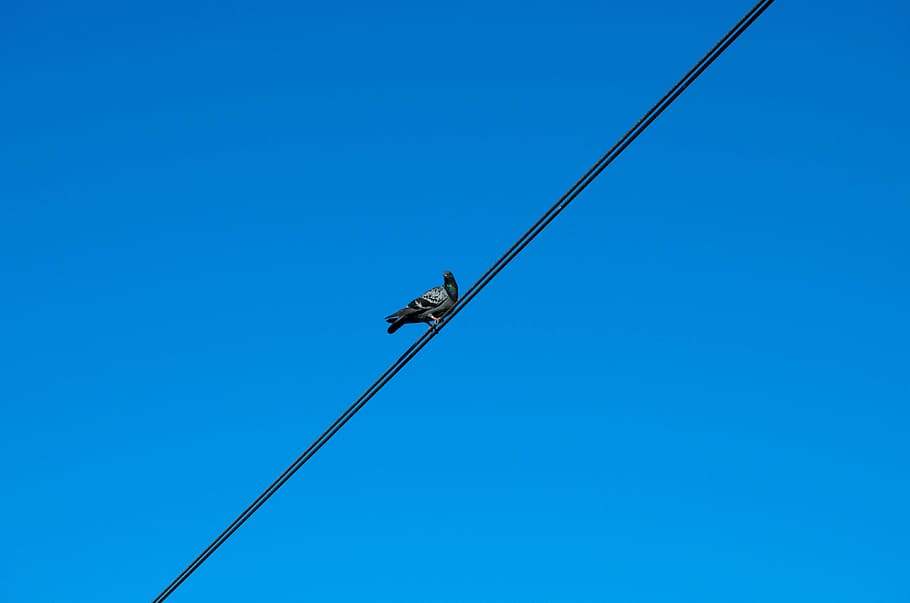 pigeon, cable, sky, high voltage, electric, blue, clear sky HD wallpaper