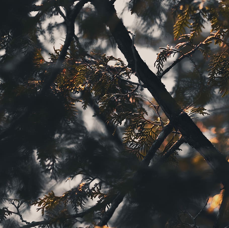 green pine tree in close-up photography, shallow focus photography of tree HD wallpaper