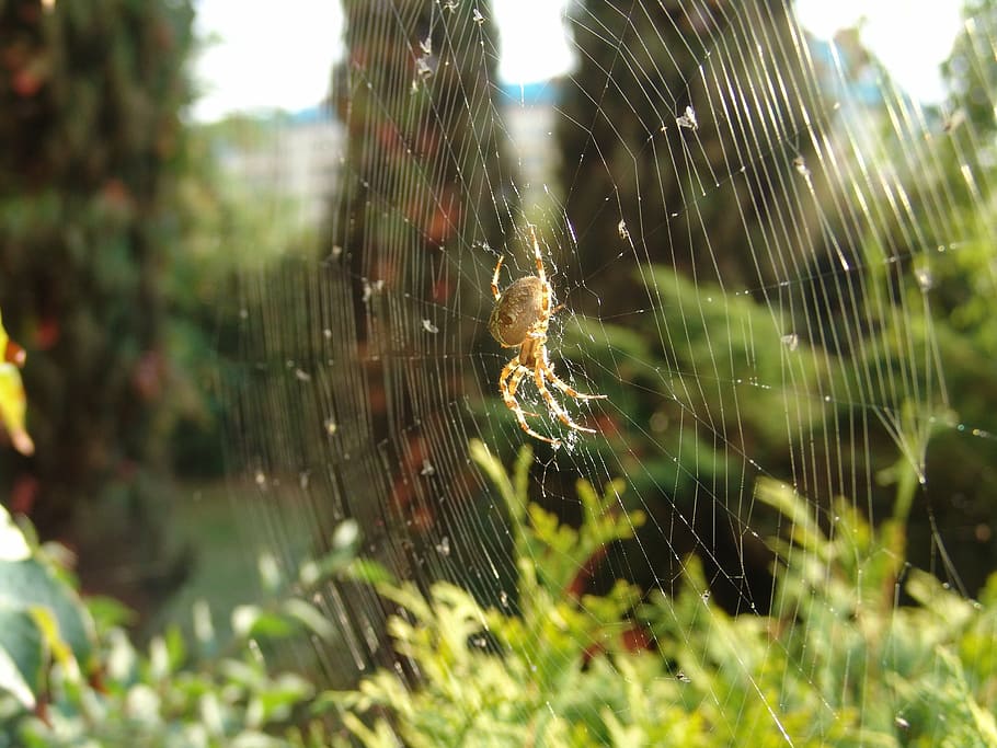 spider, hotel, insect, spider's web, nature, macro, cobweb HD wallpaper