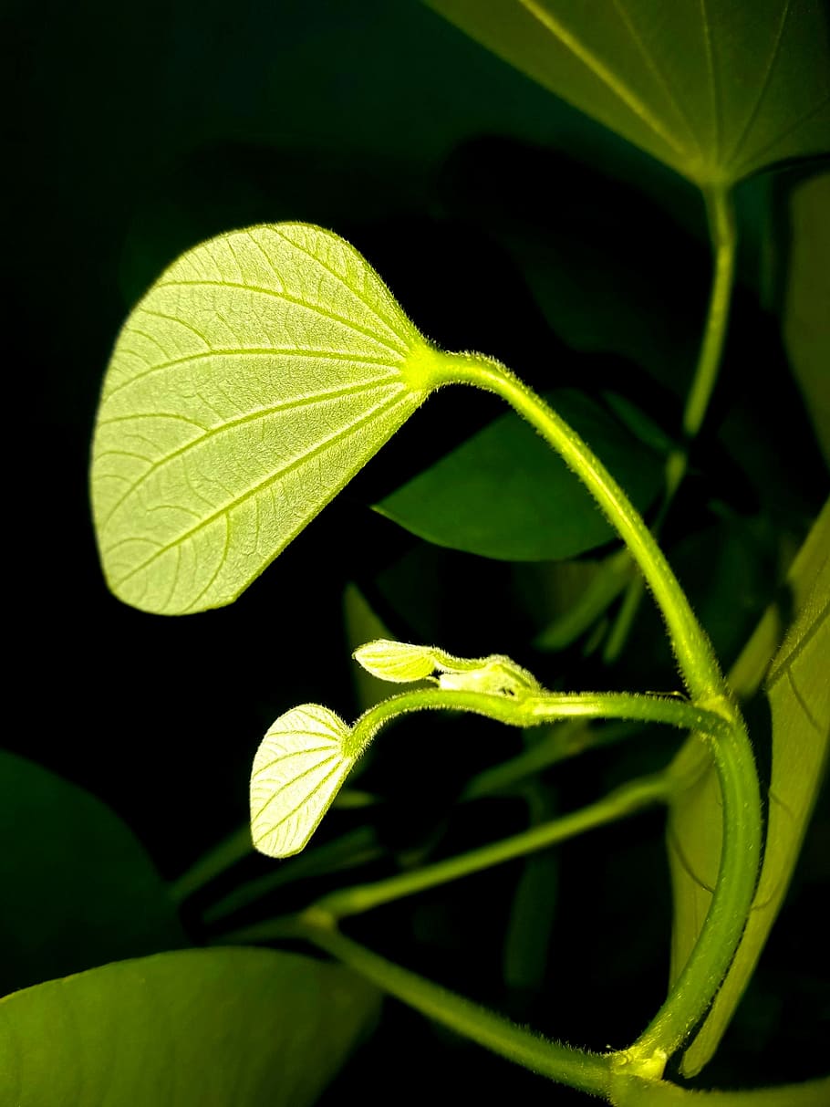 leaf, nature, flora, garden, closeup, plant part, growth, close-up HD wallpaper