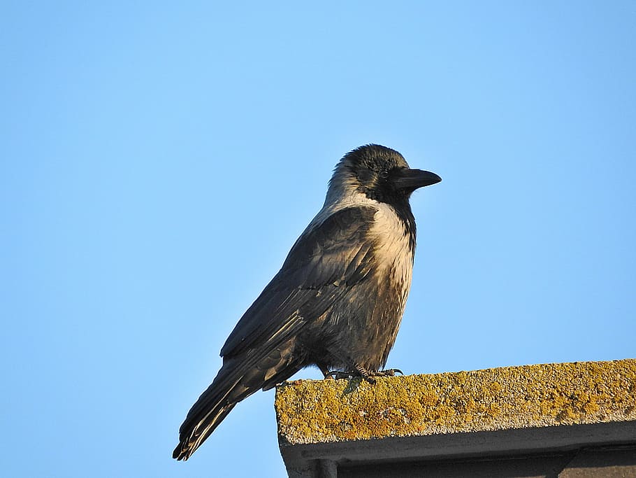 crow, bird, raven bird, animal wildlife, vertebrate, animal themes HD wallpaper