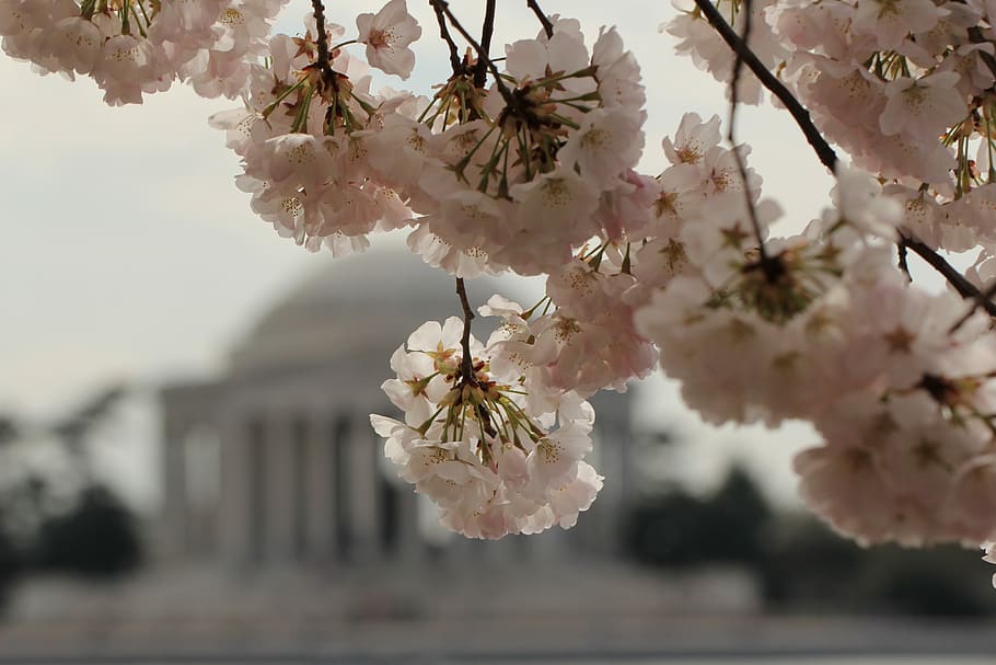Flower, Blossom, Cherry, Spring, Spring, Bloom, floral, petal HD wallpaper