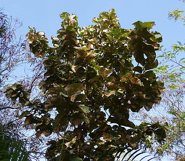 tectona grandis, teak, tree, deciduous, broad-leaved, timber HD wallpaper