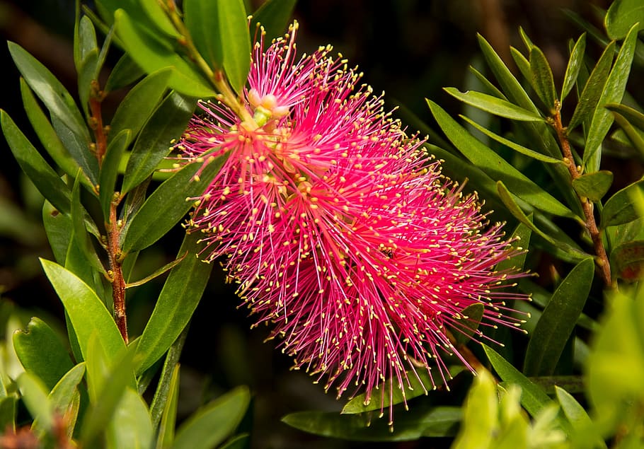 callistemon, bottle brush, flower, australian, native, pink