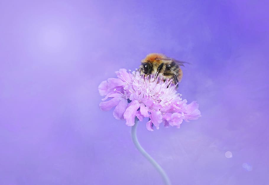 honeybee pollinating on purple petaled flower, hummel, insect HD wallpaper