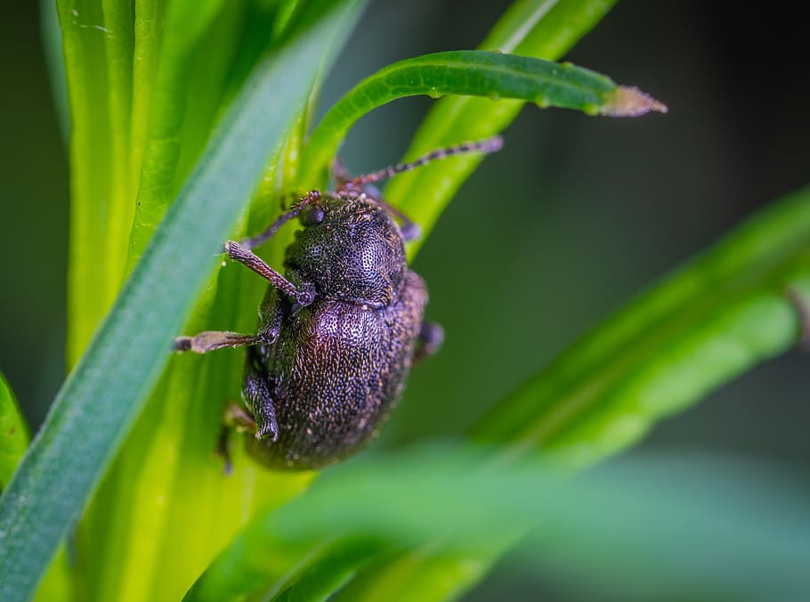 beetle, the leaf beetle, macro, insect, one animal, animals in the wild HD wallpaper