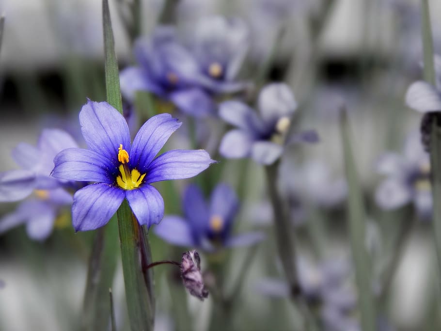 flower, nature, pollen, macro, spring, flowering plant, fragility HD wallpaper