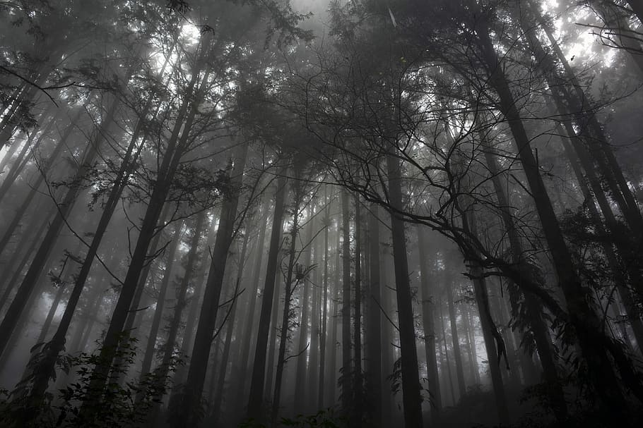 Spooky, low angle view of forest in grayscale photo, tree, smoke HD wallpaper