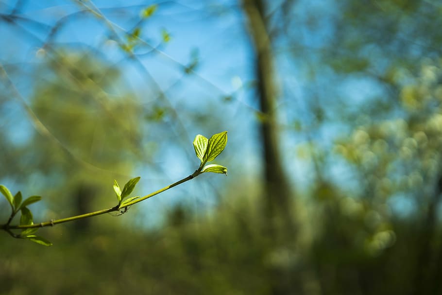 leaf, leaves, green, nature, plant, macro, close, spring, sprout HD wallpaper