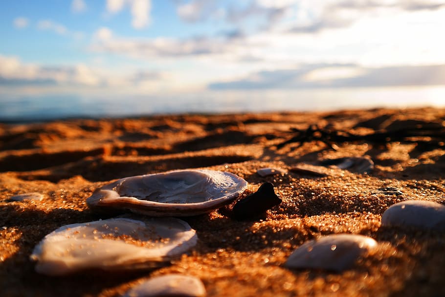 Sands, Shells, Clam, Beach, Nature, clouds, sky, blue, vacation HD wallpaper