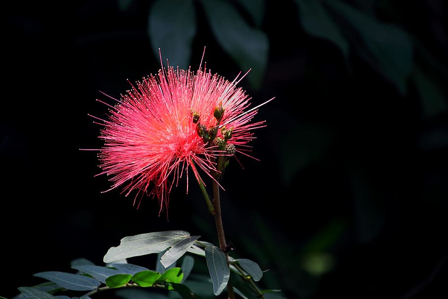 albizia julibrissin, natural, red, flowers and plants, bloom, HD wallpaper