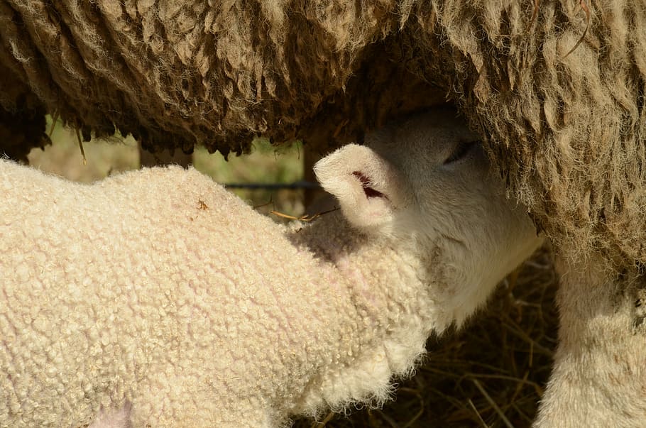 lamb, sheep, suckle, drinking, feed, mammal, animal themes HD wallpaper
