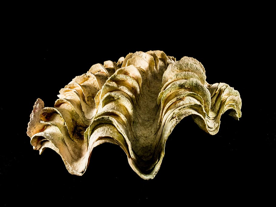 shell, limescale, close, black background, studio shot, indoors HD wallpaper