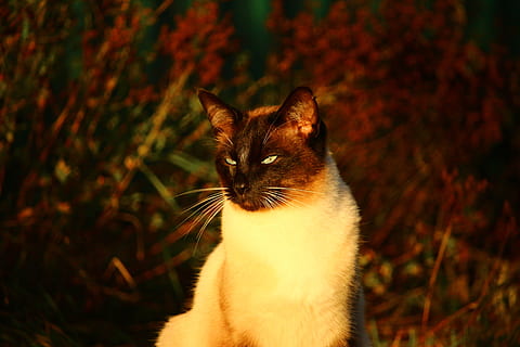 siamese cat night light