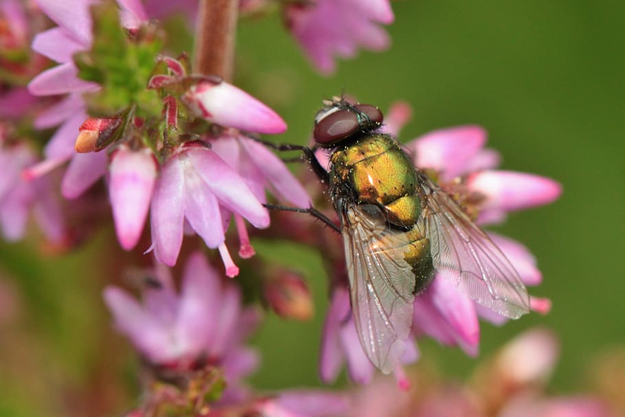 fly, insect, heide, heather, flower, bloom, plant, pink, close HD wallpaper