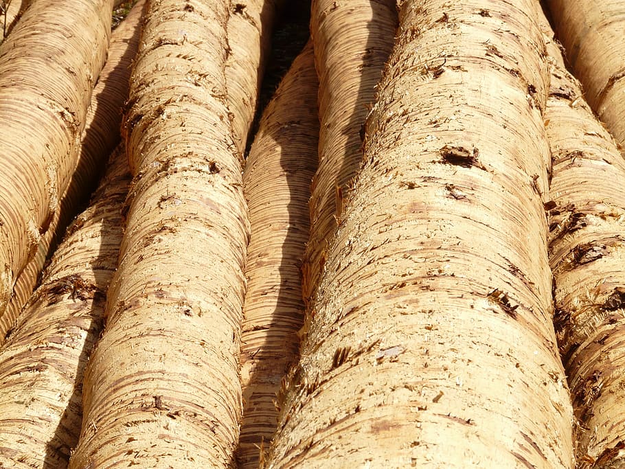 tree trunks, wood, tribe, timber, bark, material, nature, forest HD wallpaper