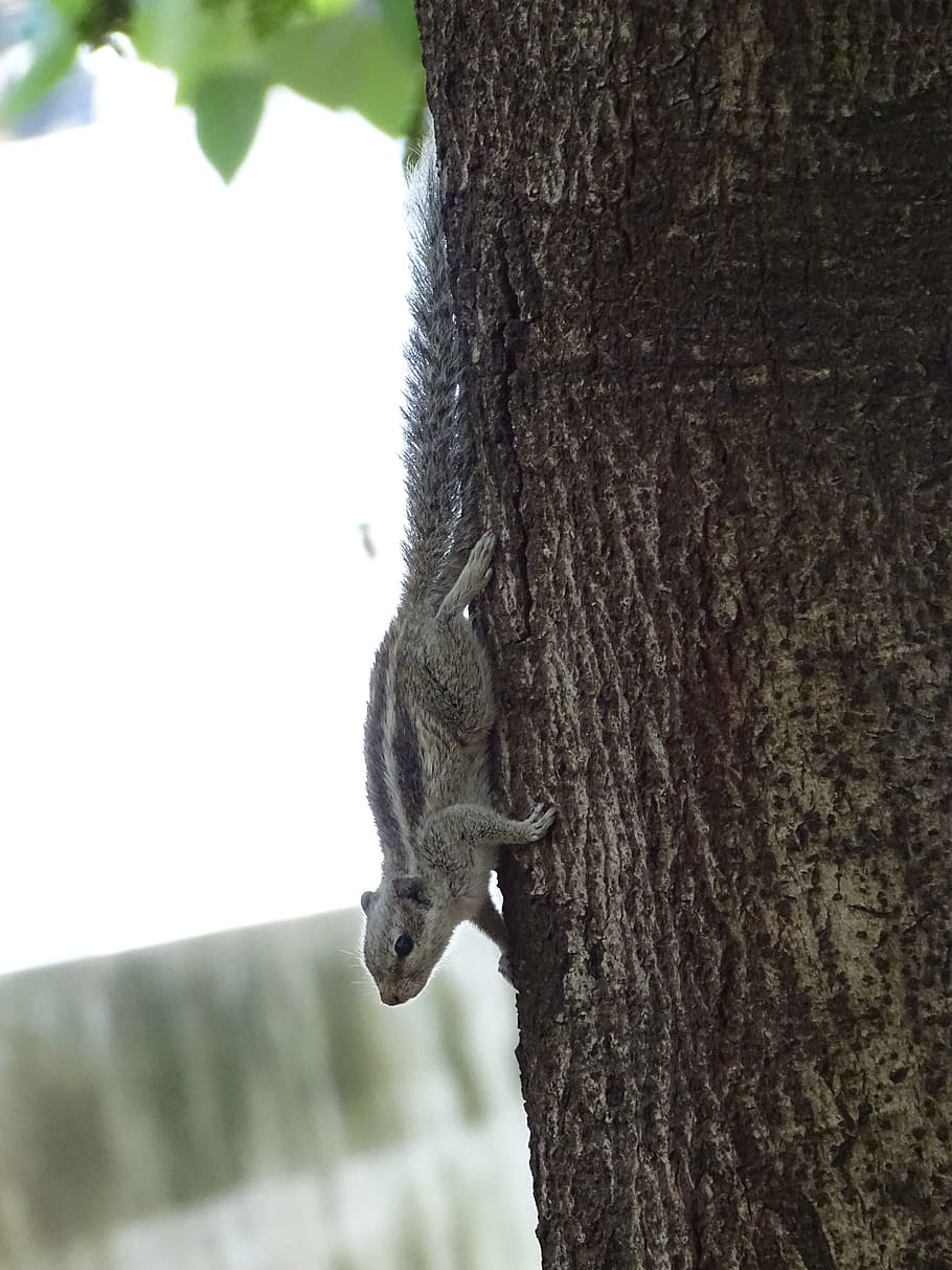 squirrel, animal, tree, nature, wild, cute, forest, wildlife HD wallpaper