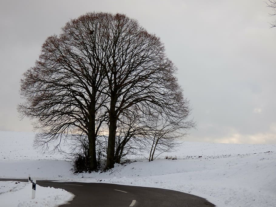 snow landscape, tree, winter, winter landscape, white, nature HD wallpaper