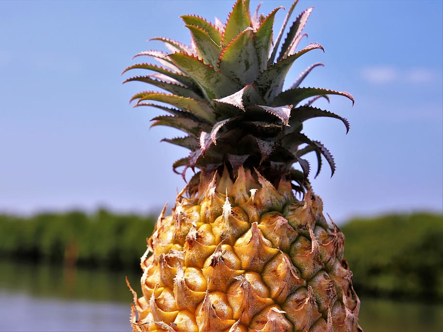 green and yellow pineapple, fruit, bio, healthy, juicy, natural HD wallpaper