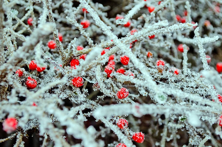 red, berries, macro, winter, seasons, nature, beautiful, frost HD wallpaper