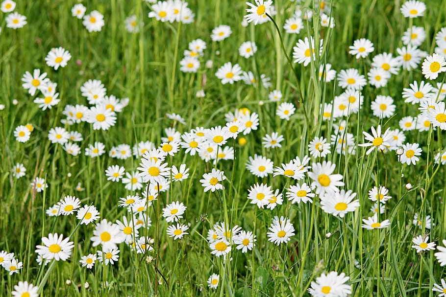 white daisies in bloom, wild daisies, meadow, spring, flower meadow HD wallpaper