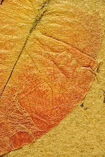 orange leaf, map, parchment, ancient, background, texture, zen HD wallpaper