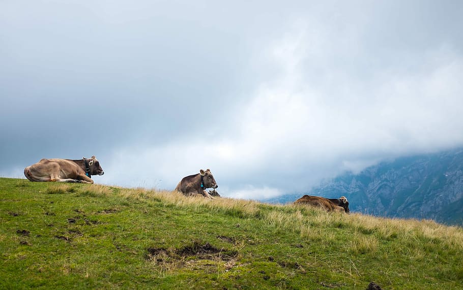 three brown cow on green grass field, group of cattle on grass field HD wallpaper