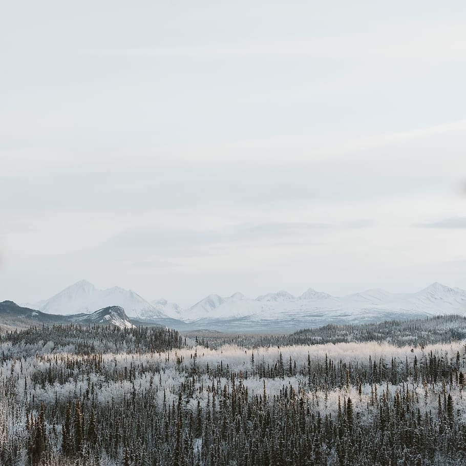brown and white plant near mountain, snow-capped land formation photo during foggy day HD wallpaper