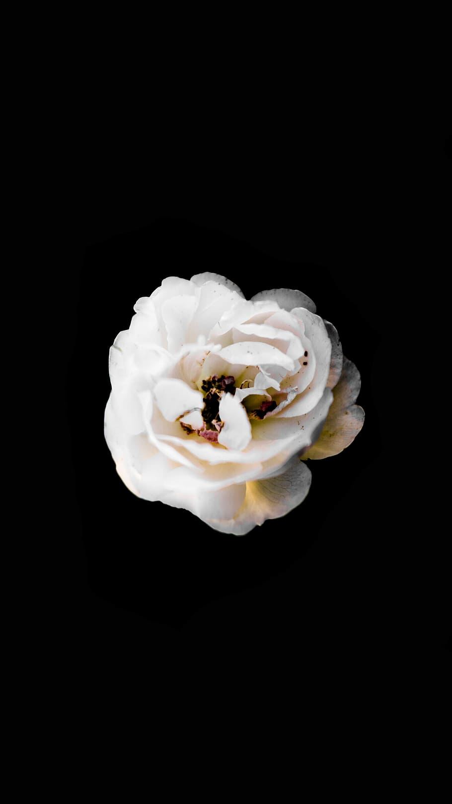 macro shot of white flower, close up photo of white rose with dark background HD wallpaper