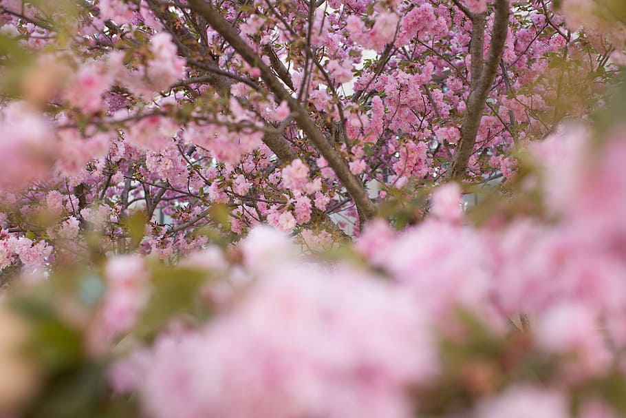 spring, flowers, pink, plant, pink color, tree, flowering plant HD wallpaper