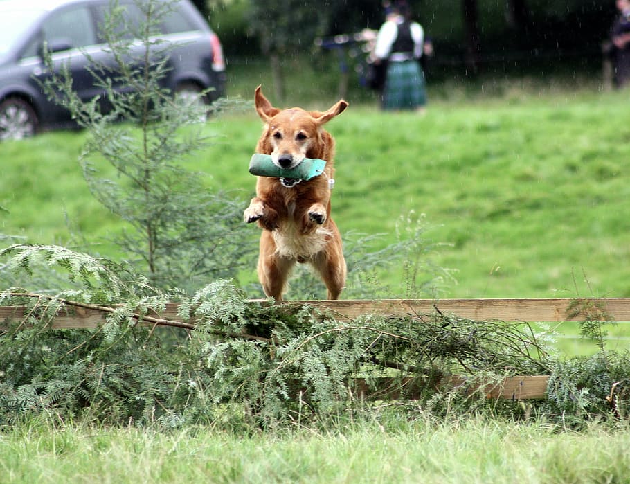 dog, training, jump, spaniel, animal, pet, domestic, active HD wallpaper