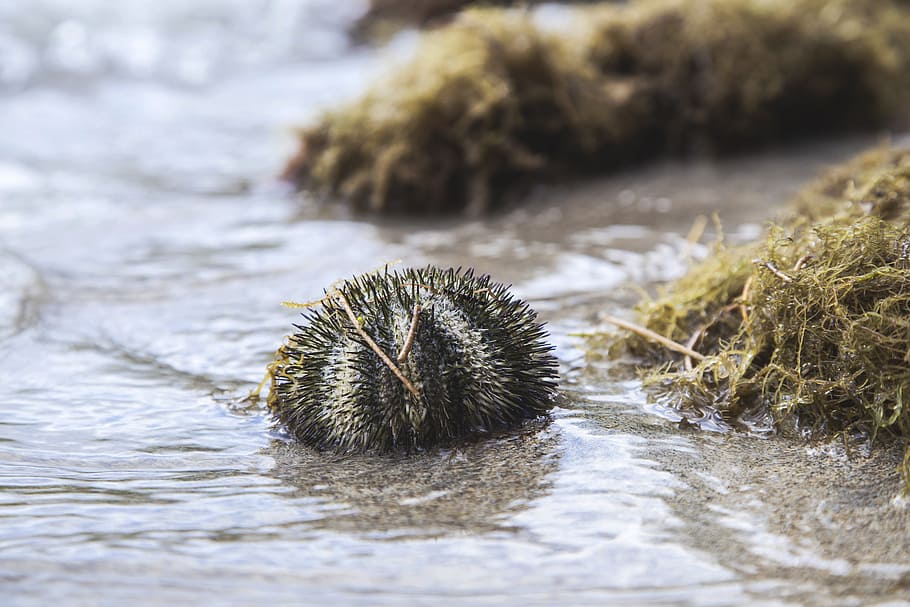 star, fish, starfish, animal, sea, ocean, vacation, holidays HD wallpaper