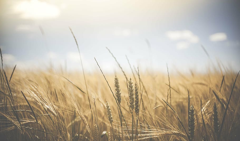 brown wheat, agriculture, bread, cereal, countryside, crop, farm, HD wallpaper