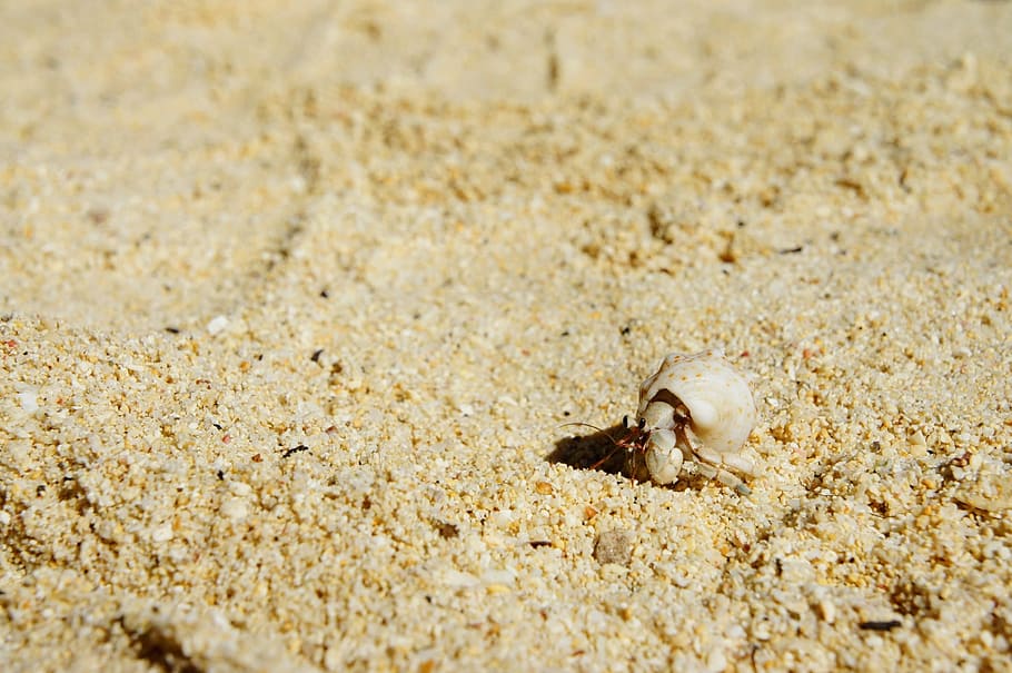 Cancer, Shell, Beach, Crab, Sea Animals, hermit crab, sand HD wallpaper