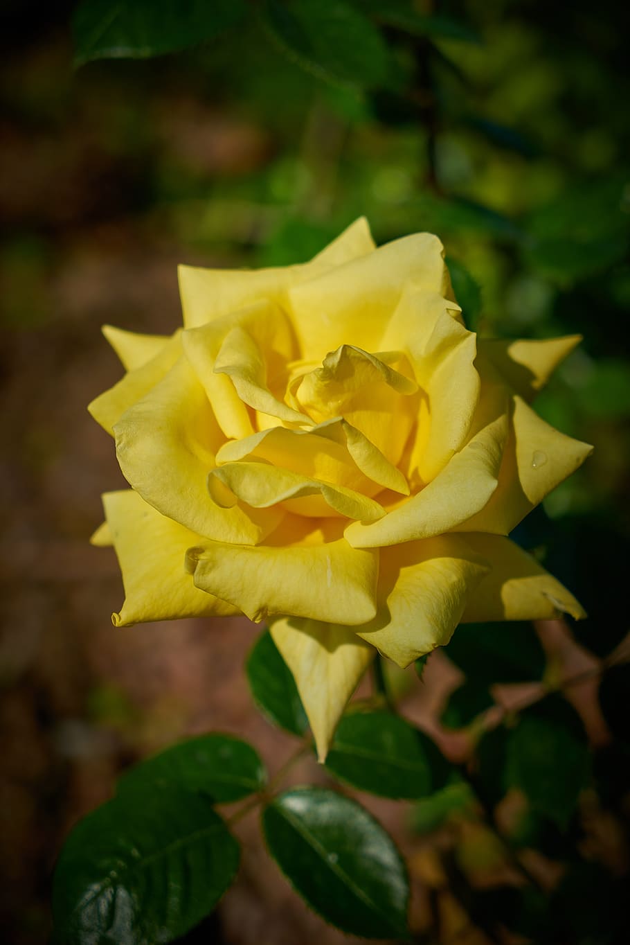 rose, flower, macro, nature, plant, garden, flower picture HD wallpaper