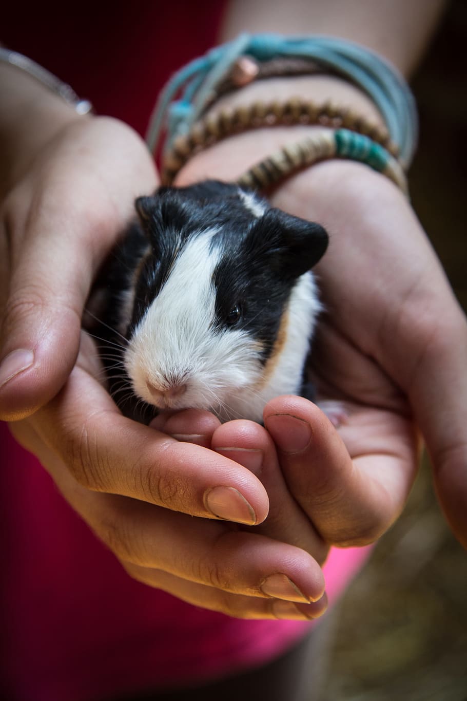 person holding black and white guinea pig, Hands, Pet, Animal