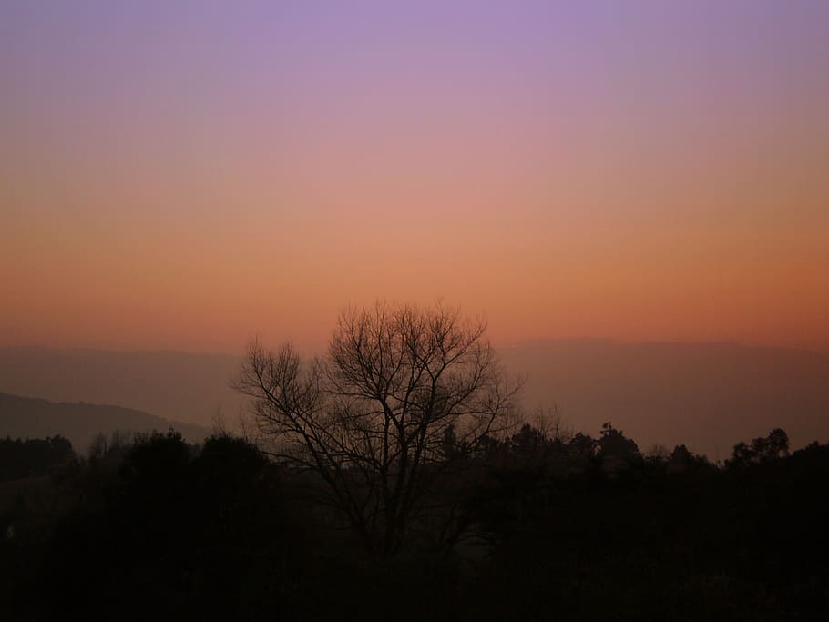 Sunset, Tree, Horizon, nature, dusk, landscape, scenics, silhouette HD wallpaper