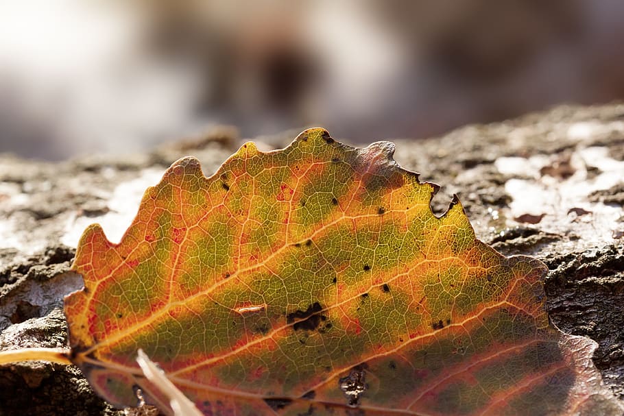 autumn, tree, lying, birch, leaf, aspen, colored, yellow, orange HD wallpaper