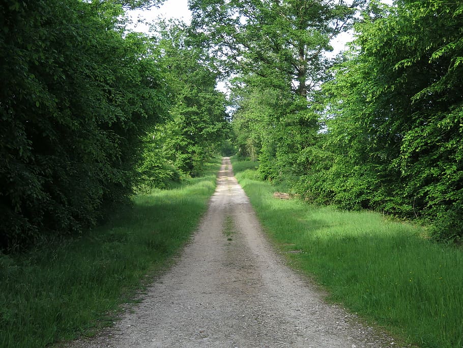 trail, hiking, nature, plant, tree, direction, the way forward HD wallpaper