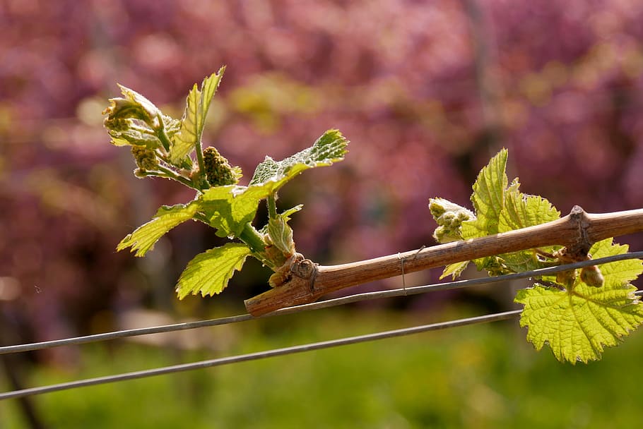 leaf, nature, plant, tree, grapevine, focus on foreground, growth HD wallpaper